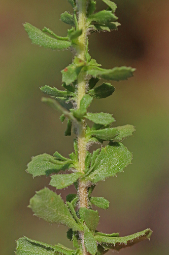 Coastal Goldenbush