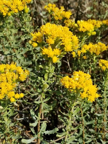 Coastal Goldenbush