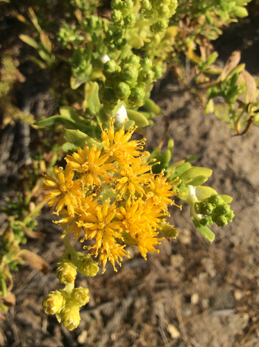 Coastal Goldenbush