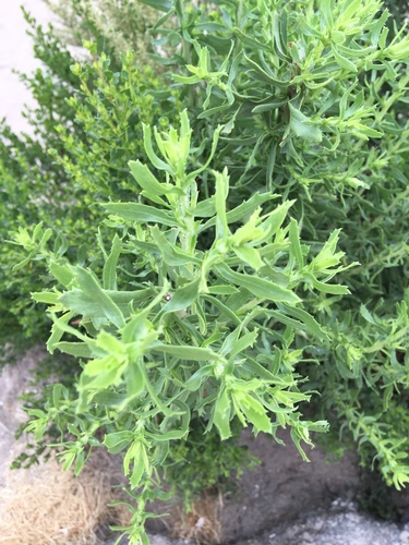 Coastal Goldenbush