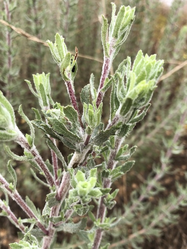 Coastal Goldenbush