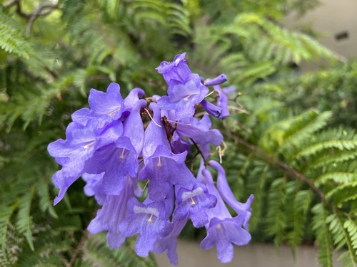 blue jacaranda