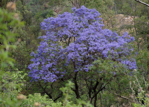 blue jacaranda