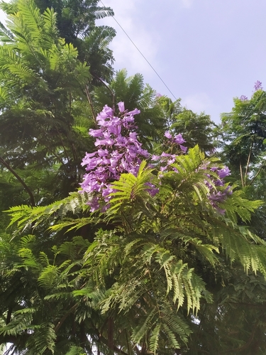 blue jacaranda