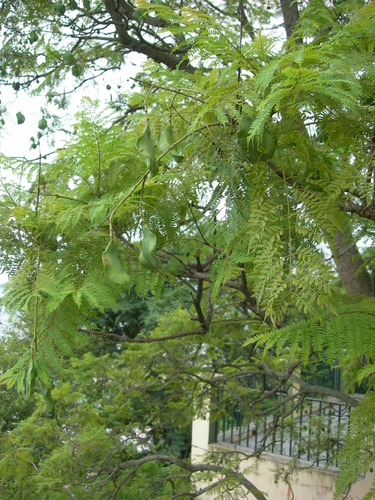 blue jacaranda