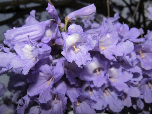 blue jacaranda