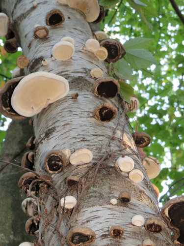 birch polypore