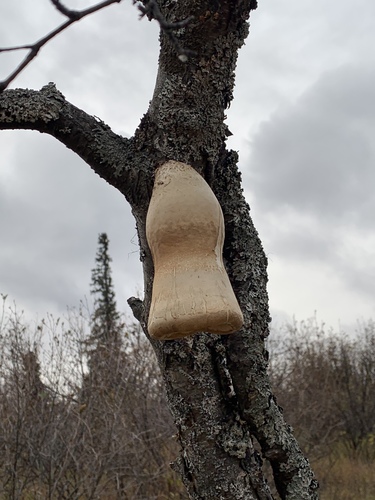 birch polypore
