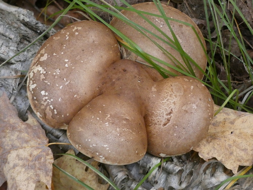 birch polypore