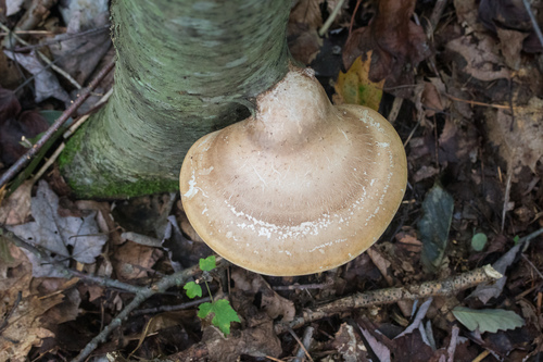 birch polypore