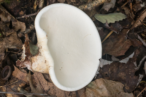 birch polypore