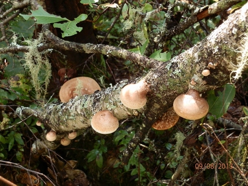 birch polypore