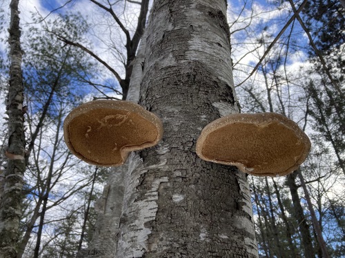 birch polypore