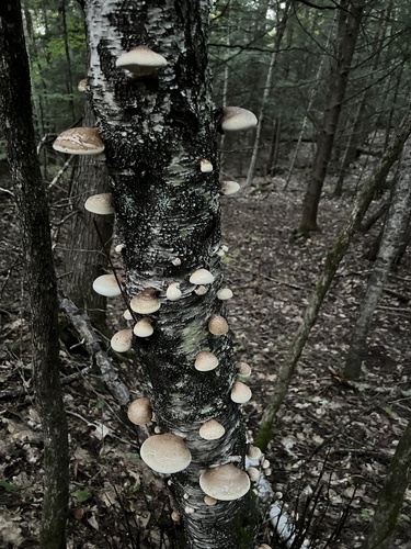 birch polypore
