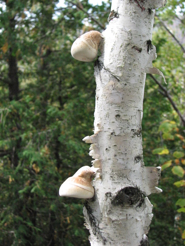 birch polypore