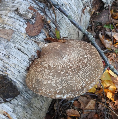 birch polypore