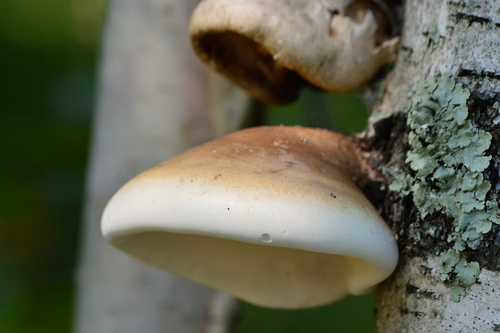 birch polypore