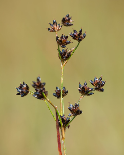 Jointed rush