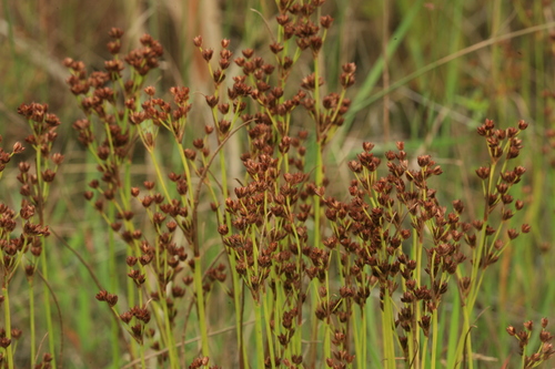 Jointed rush