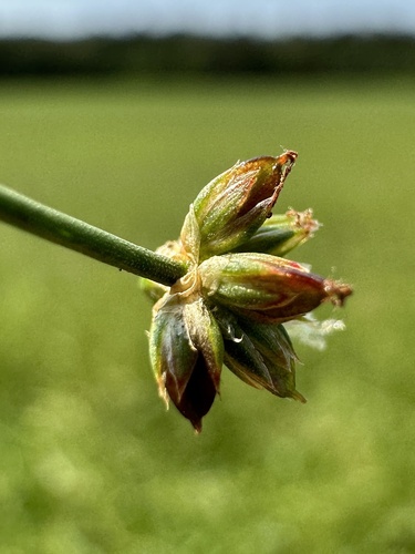 Jointed rush