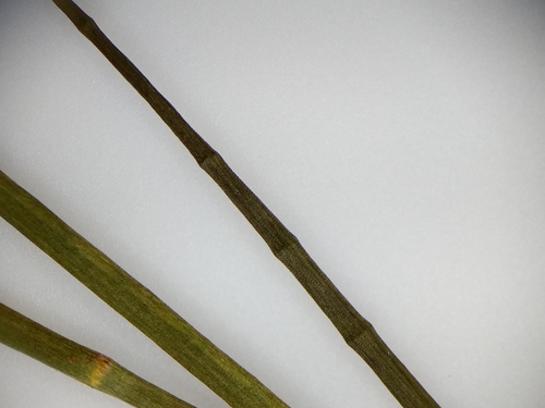 Jointed rush