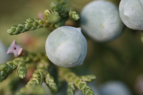 Utah Juniper