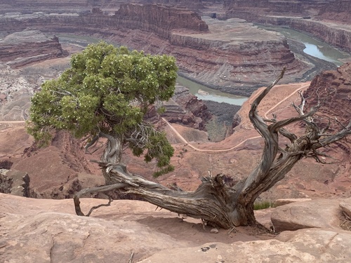 Utah Juniper