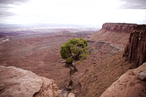 Utah Juniper