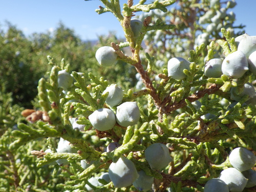Utah Juniper