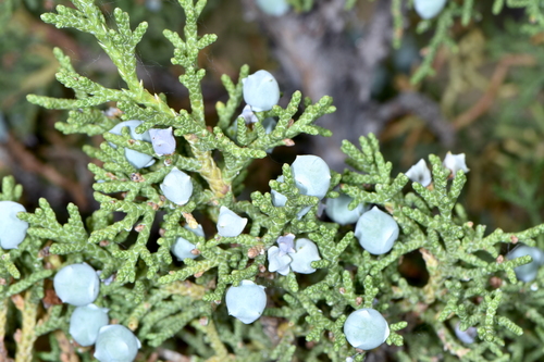 Utah Juniper