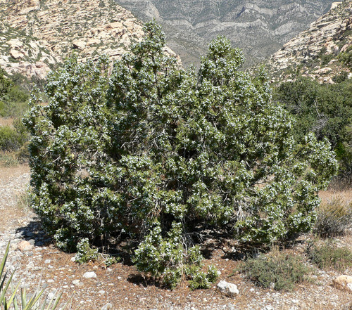 Utah Juniper