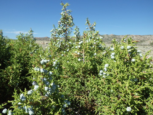 Utah Juniper