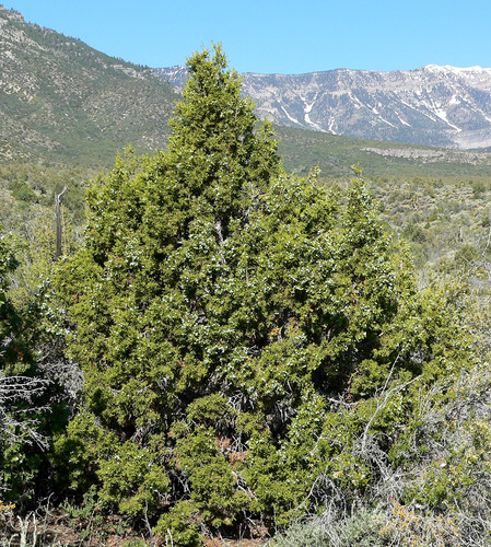 Utah Juniper