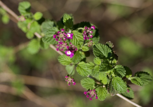 creeping lantana | Native Nature
