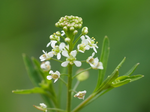 Virginia pepperweed