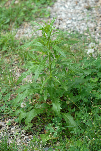 Virginia pepperweed