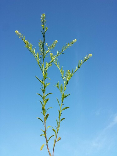 Virginia pepperweed