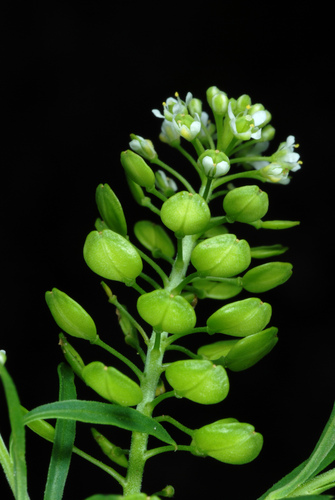 Virginia pepperweed