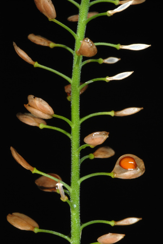 Virginia pepperweed