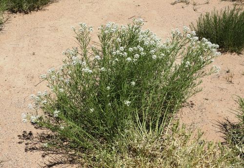Virginia pepperweed
