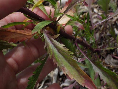 Virginia pepperweed