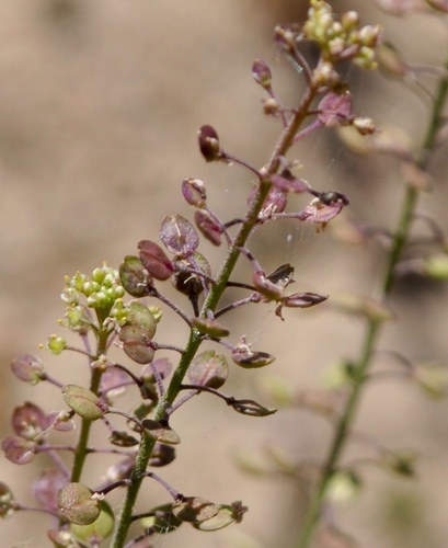 Virginia pepperweed