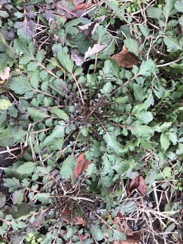 Virginia pepperweed