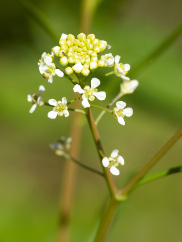 Virginia pepperweed