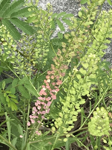 Virginia pepperweed