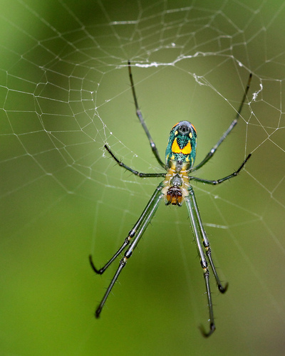 Mabel Orchard Orbweaver