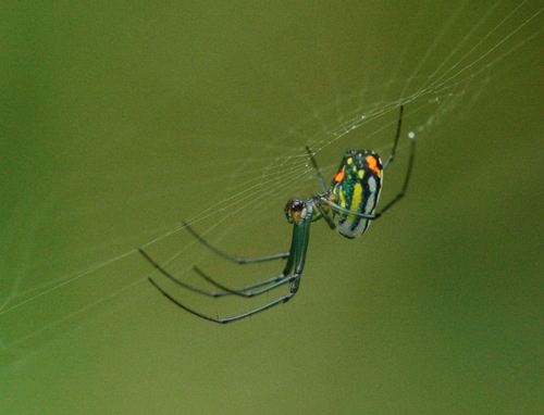 Mabel Orchard Orbweaver