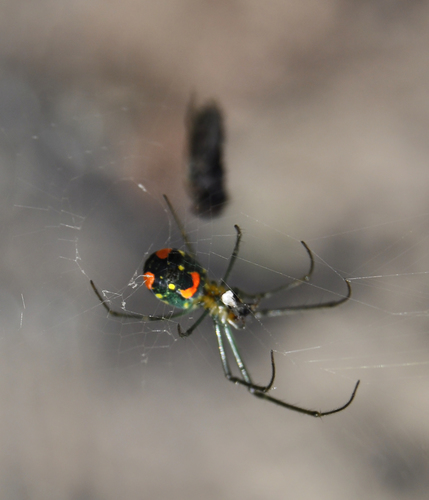 Mabel Orchard Orbweaver