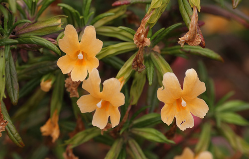 orange bush monkeyflower