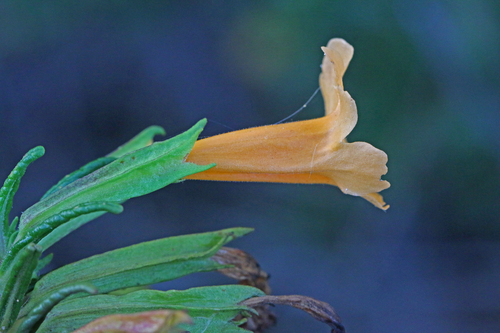 orange bush monkeyflower